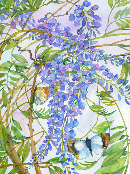 Wisteria and Butterfly - Susan E Routledge