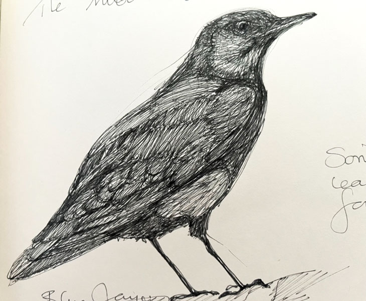 Blackbird - Pen and Ink on paper - Susan Routledge Jackson 