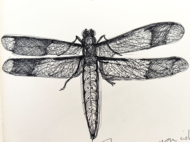 Dragonfly - Pen and Ink on paper - Susan Routledge Jackson 