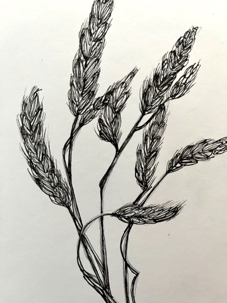 Grasses - Pen and Ink on paper - Susan Routledge Jackson