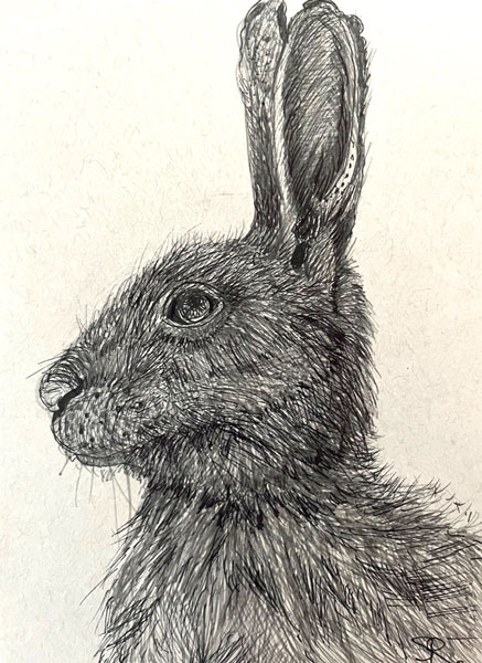 Hare - Pen and Ink on paper - Susan Routledge Jackson 