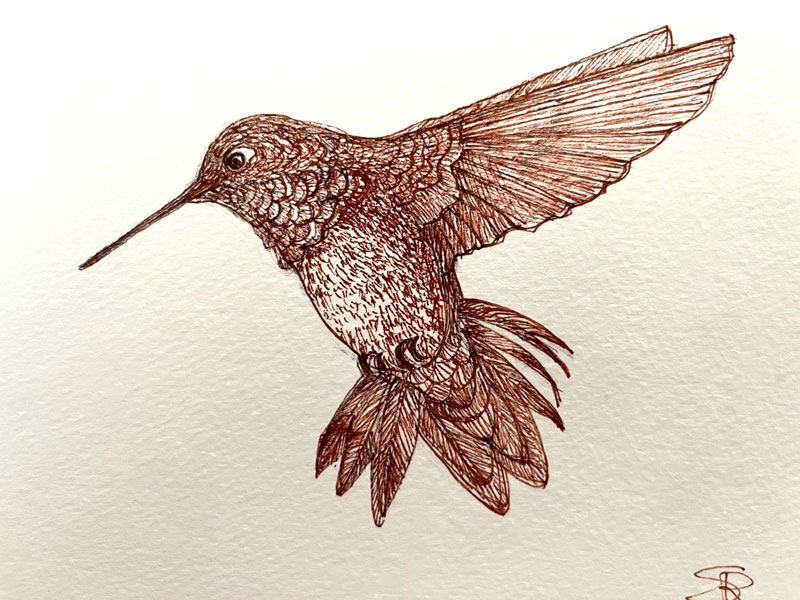 Hummingbird - Pen and Ink on paper - Susan Routledge 