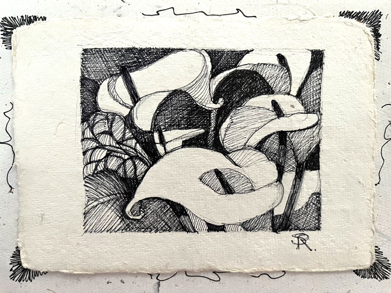 Lilies - Pen and Ink on paper - Susan Routledge 