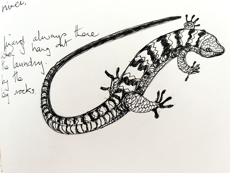 Lizard - Pen and Ink on paper - Susan Routledge Jackson 