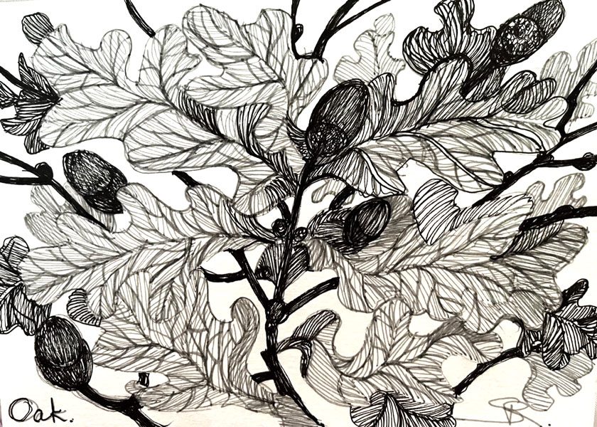 Oak - Pen and Ink on paper - Susan Routledge Jackson 