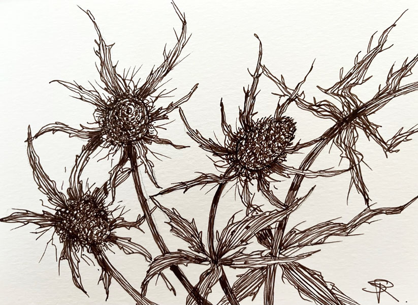 Thistles - Pen and Ink on paper - Susan Routledge 