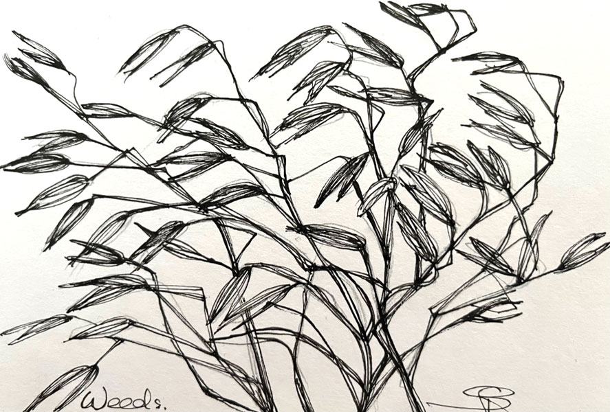 Weeds - Pen and Ink on paper - Susan Routledge Jackson